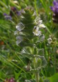 Euphrasia hirtella